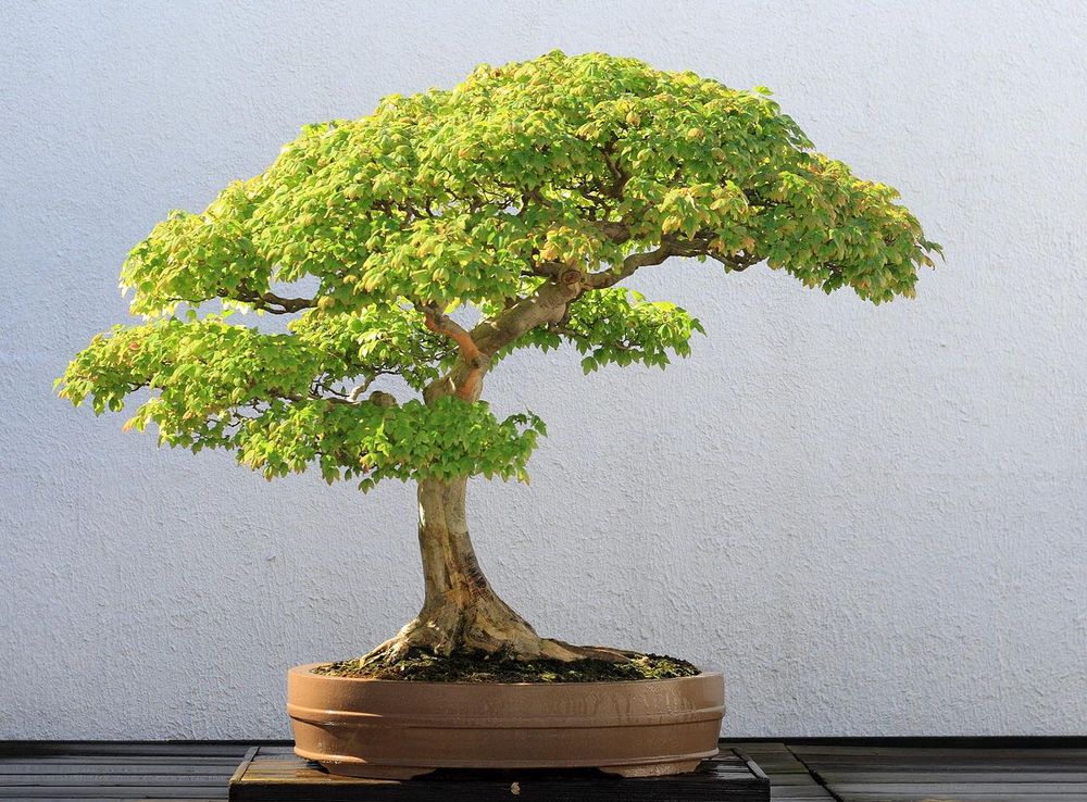 File:Trident Maple bonsai no. 52, National Bonsai & Penjing Museum.jpg -  Wikimedia Commons