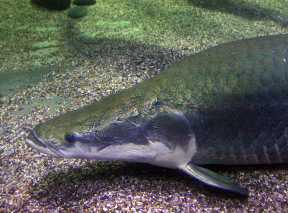 Berkas:Arapaima gigas at sea world.JPG - Wikipedia bahasa Indonesia,  ensiklopedia bebas