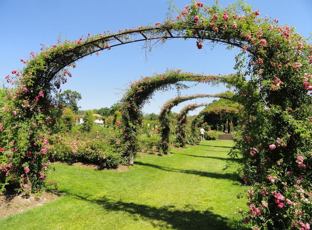 File:Elizabeth Park, Hartford, CT - rose garden 8 - DSC01444.JPG -  Wikimedia Commons