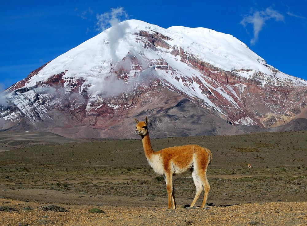 File:Vicuña - Chimborazo, Ecuador.jpg - Wikimedia Commons