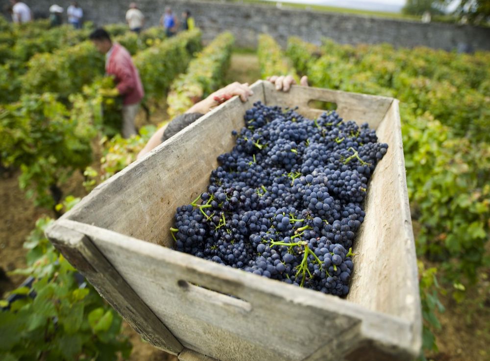 File:Château de Pommard Harvest.jpg - Wikimedia Commons