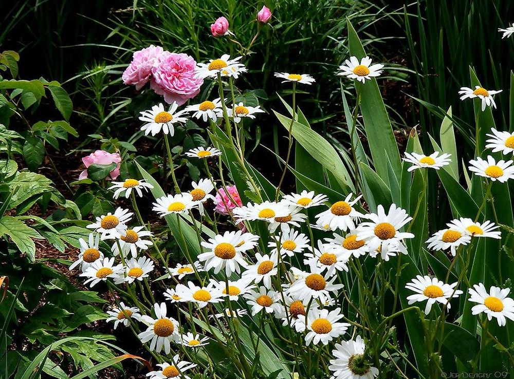 File:Wild Daisies - Flickr - Јerry.jpg - Wikimedia Commons