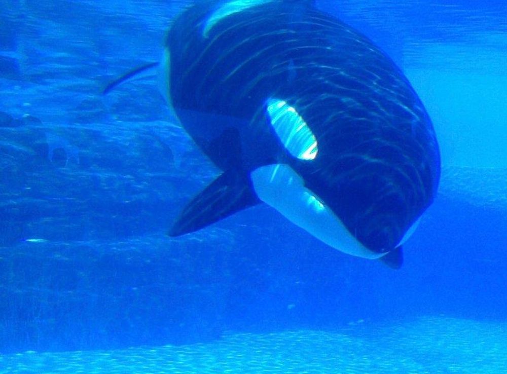 Keeping Southern Resident Killer Whale | Free Photo - rawpixel