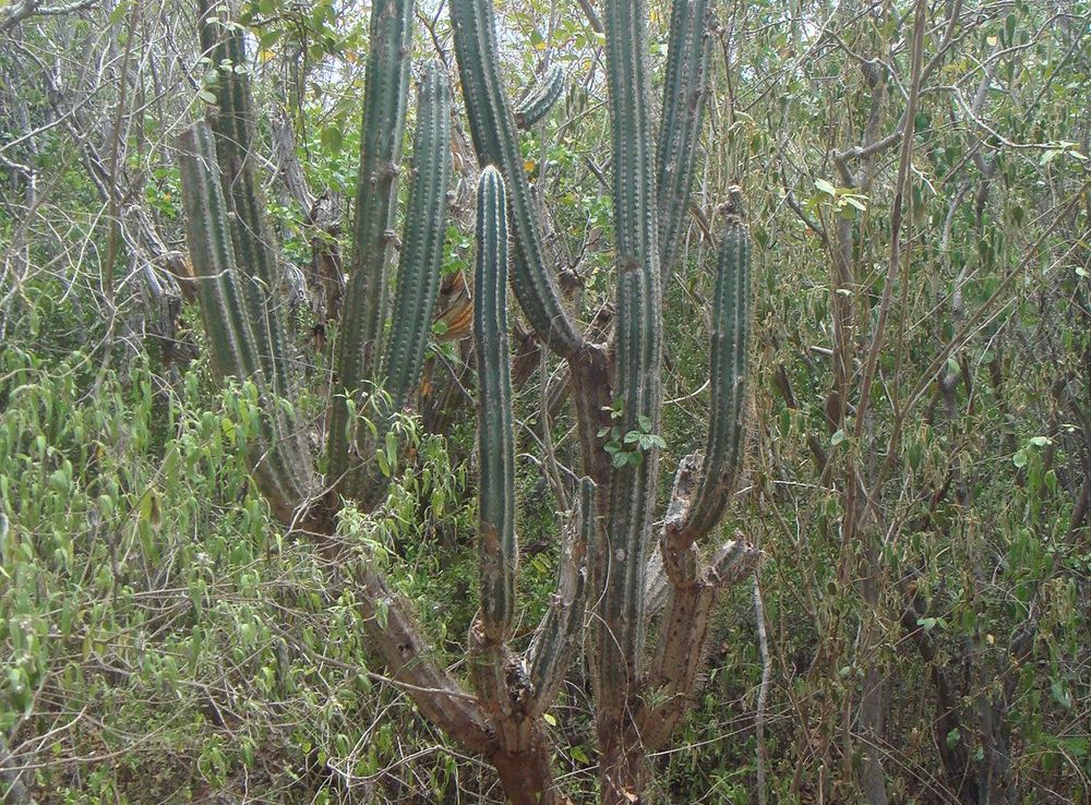 File:Pilosocereus royenii 1.JPG - Wikimedia Commons