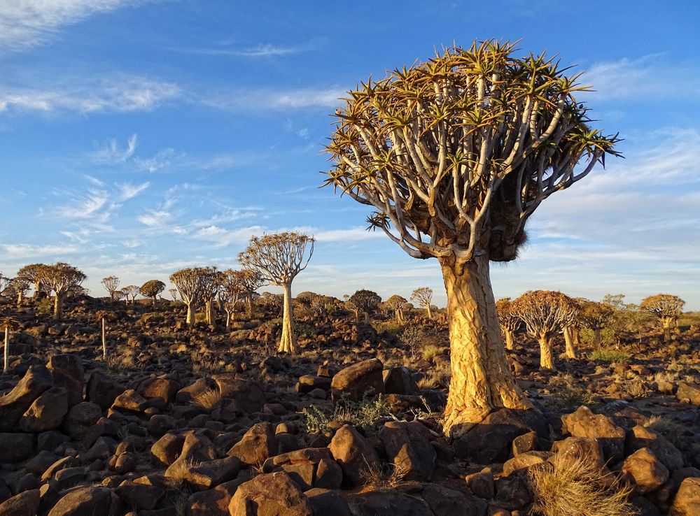 Quiver Tree Forest - Wikipedia