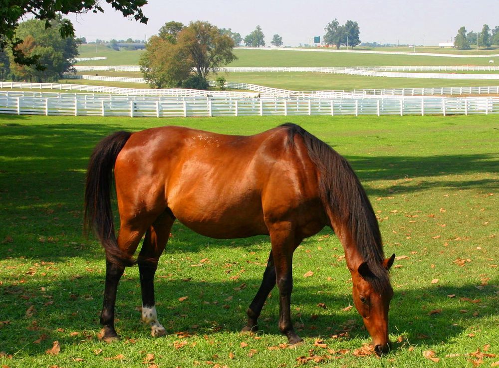 File:Khp.jpg - Wikipedia