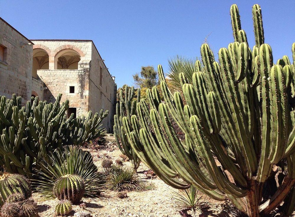 File:Jardín Etnobotánico de Oaxaca 06.JPG - Wikimedia Commons