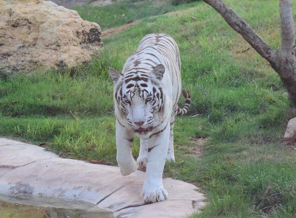 File:White Tiger at Al Ain Zoo Abu Dhabi, U.A.E.jpg - Wikimedia Commons