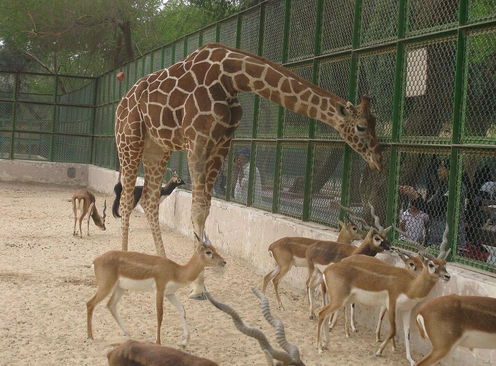 File:A view from kuwait zoo by irvin calicut (108).JPG - Wikimedia Commons