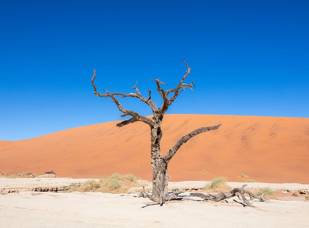 File:Dead Vlei, Sossusvlei, Namibia, 2018-08-06, DD 086.jpg - Wikipedia