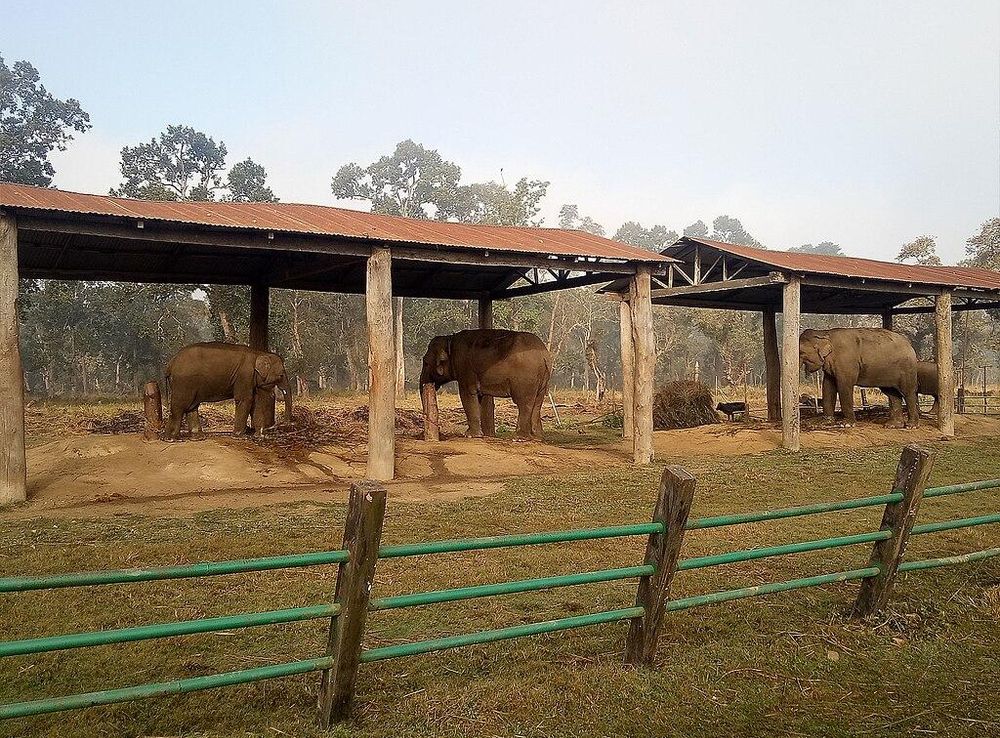 File:Elephant Breeding Centre, Sauraha.jpg - Wikimedia Commons