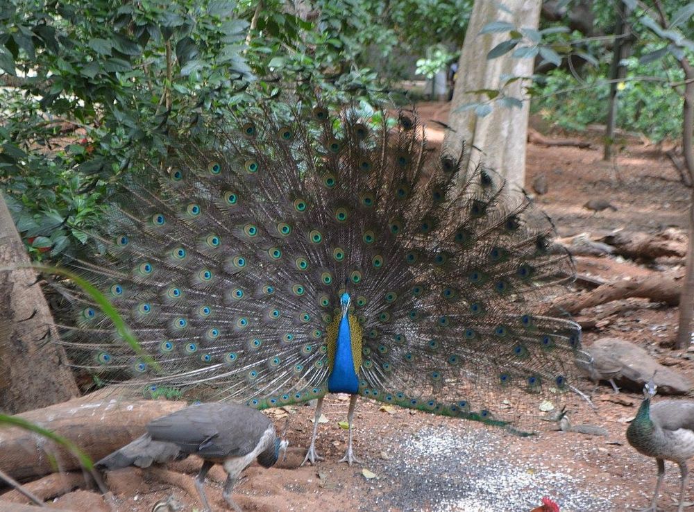 File:Peacock in Karanji Lake Mysore.jpg - Wikimedia Commons