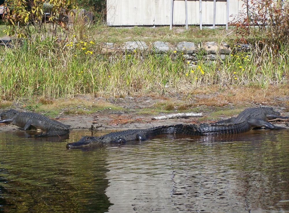 Palude di Okefenokee - Wikipedia