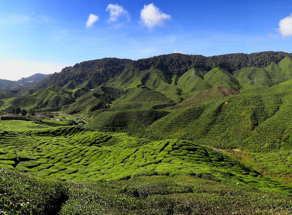 File:Cameron Highlands Tea Plantation 2012.JPG - Wikimedia Commons
