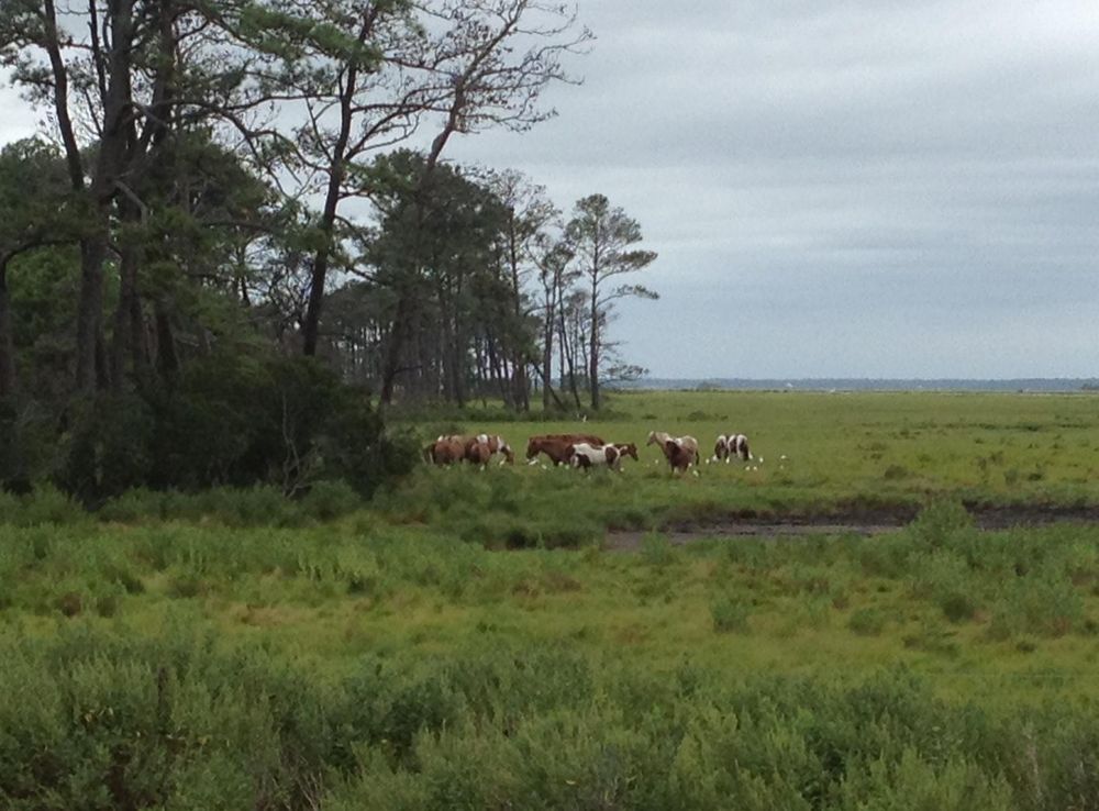 File:Wild Ponies at Chincoteague National Wildlife Refuge.JPG - Wikimedia  Commons