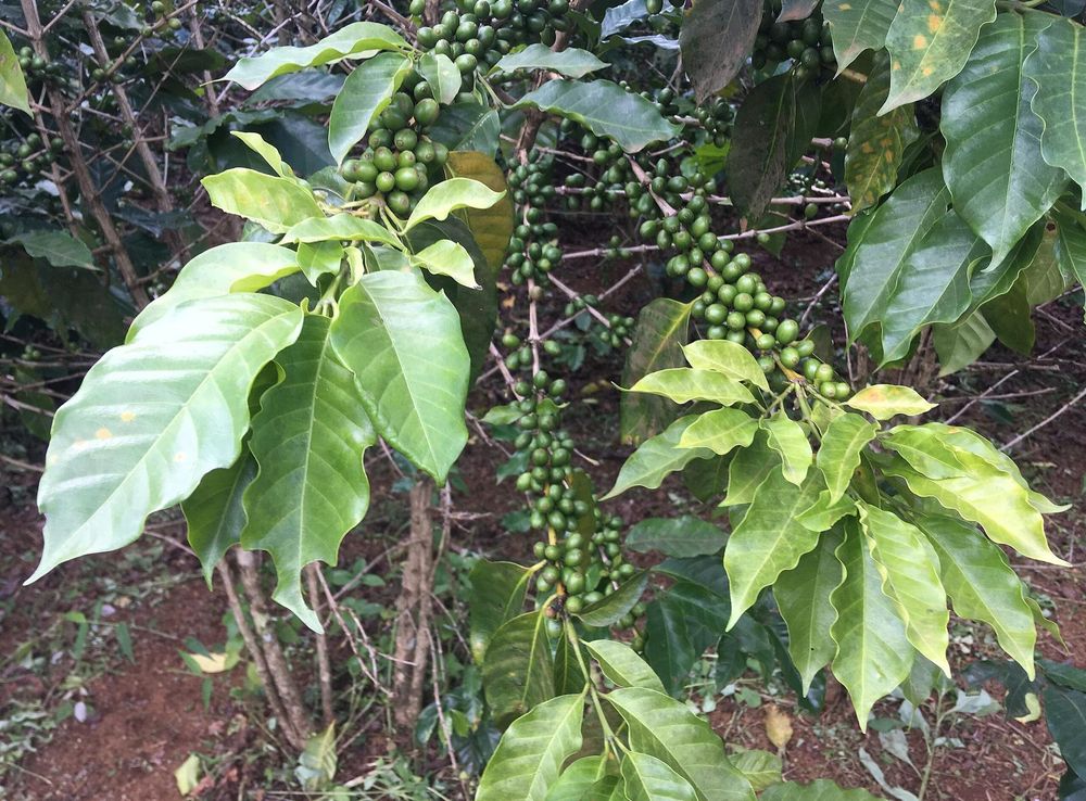 File:Coffee plantations Bolaven Plateau 04.jpg - Wikipedia
