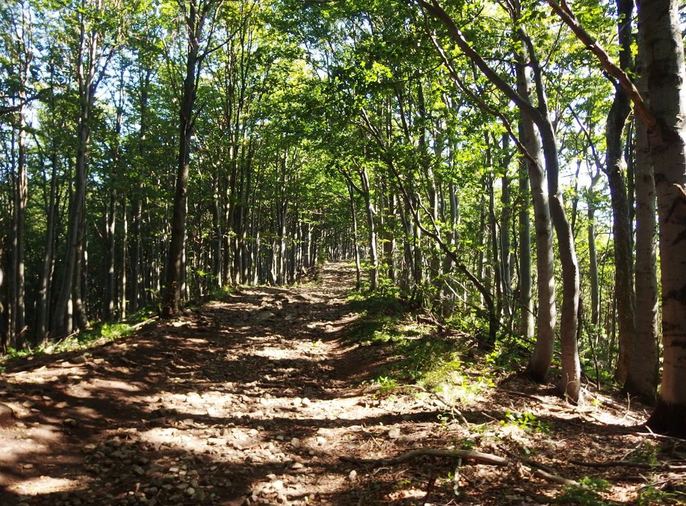 File:Vihorlatské vrchy, cesta z Troch tablov na Sninský kameň.jpg -  Wikimedia Commons