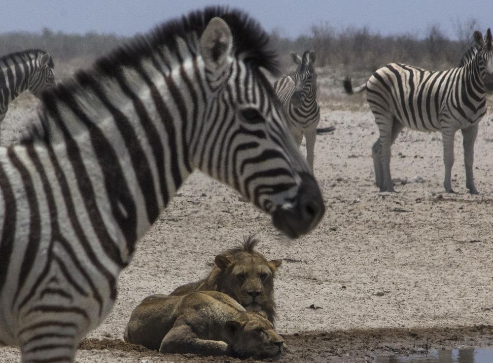 File:Wildlife of Etosha National Park.jpg - Wikimedia Commons