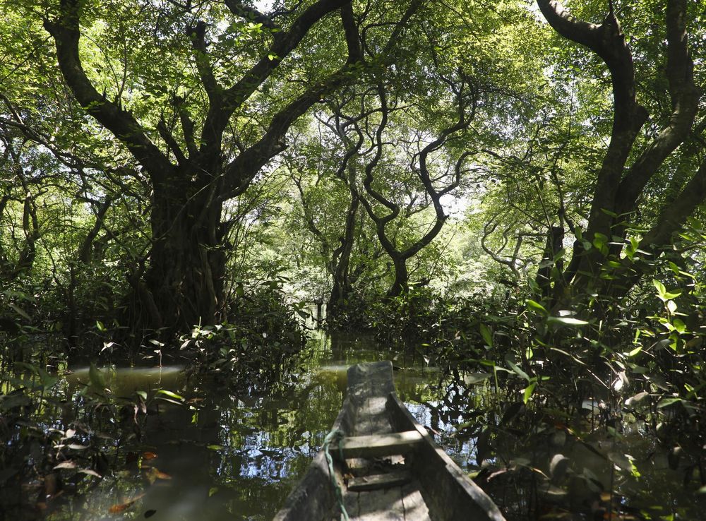 File:Trees of Ratargul Swamp Forest (7990827361).jpg - Wikimedia Commons