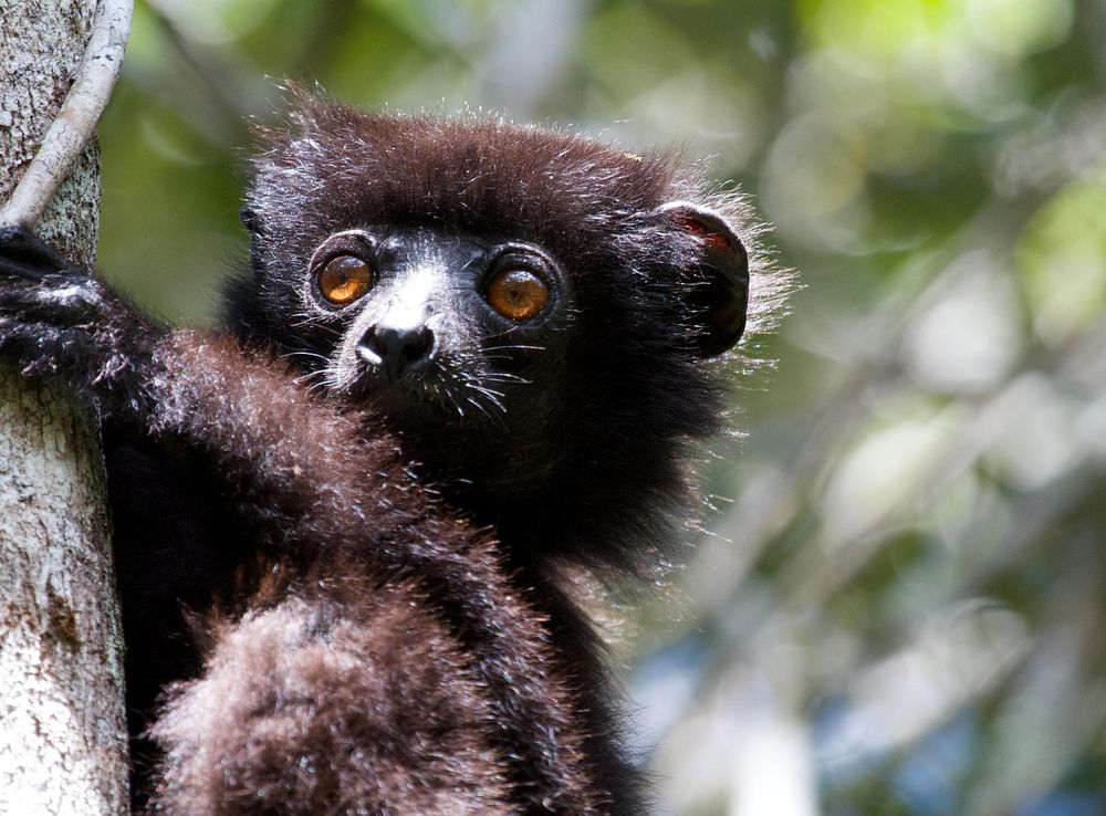 File:Milne-Edwards' sifaka (Propithecus edwardsi) in the Ranomafana  National Park, Madagascar (15881806706).jpg - Wikimedia Commons