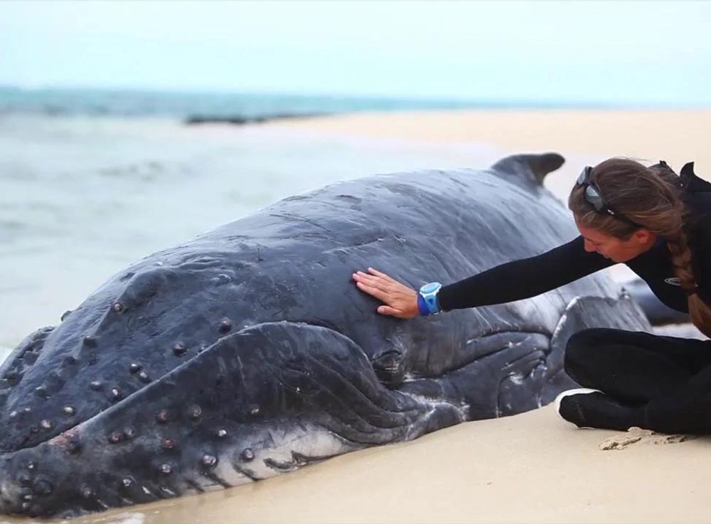 Whale Stranding Ha'apai Kingdom of Tonga on Vimeo