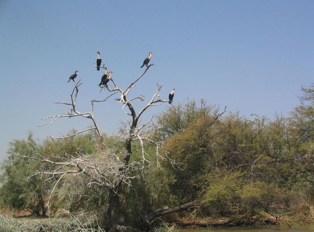 File:CormoransDjoudj.JPG - Wikipedia