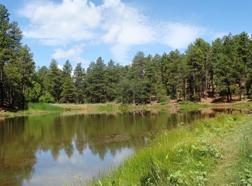 File:Prescott Natl Forest Nima5.JPG - Wikipedia