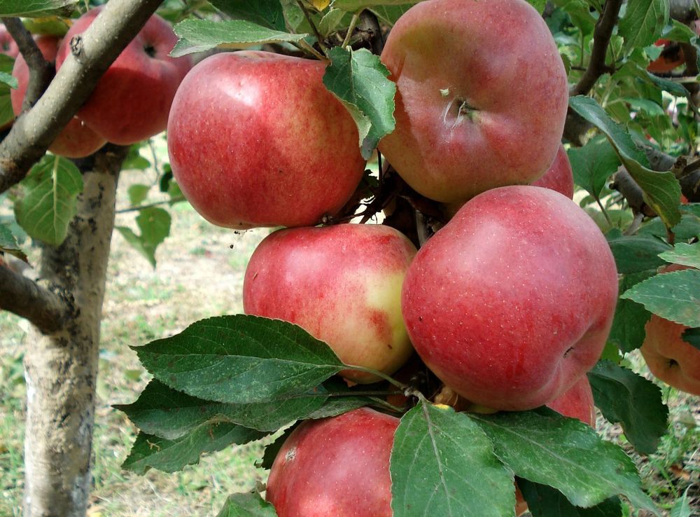Free Images : fruit, flower, orchard, food, red, harvest, produce,  agriculture, apples, apple tree, flowering plant, rose family, land plant,  rose order 2112x2816 - - 1089362 - Free stock photos - PxHere