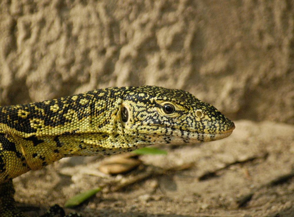 File:Lizard at Haller park mombasa.jpg - Wikimedia Commons