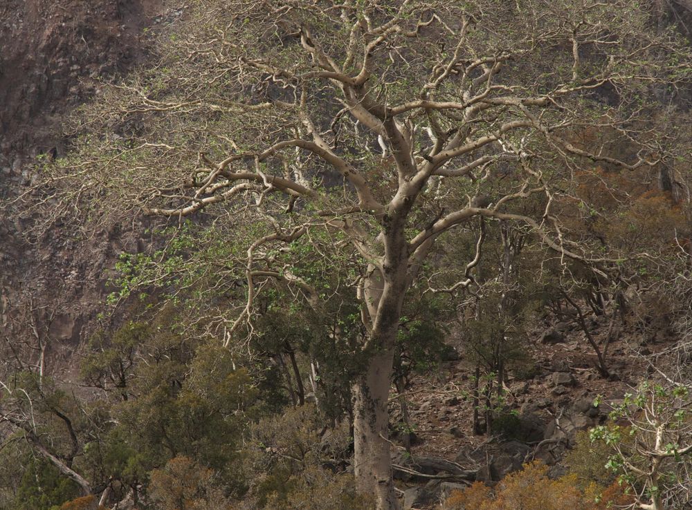 File:Forêt de Day.jpg - Wikimedia Commons