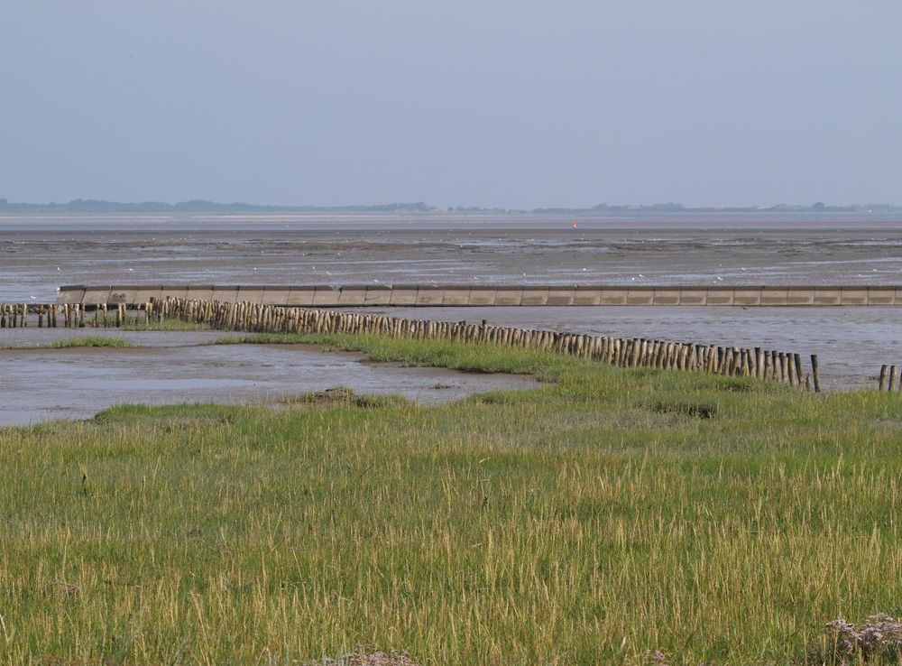 Free Images : beach, coast, water, horizon, sky, prairie, shore, green,  blue, plain, polder, grassland, wetland, habitat, north sea, ecosystem,  tides, estuary, steppe, east frisia, wadden sea, salt marsh, ebb, watts,  dornumersiel,