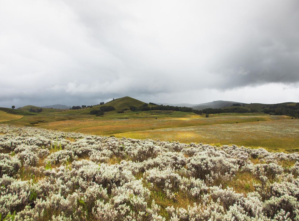 File:Kitulo National Park 23.jpg - Wikimedia Commons
