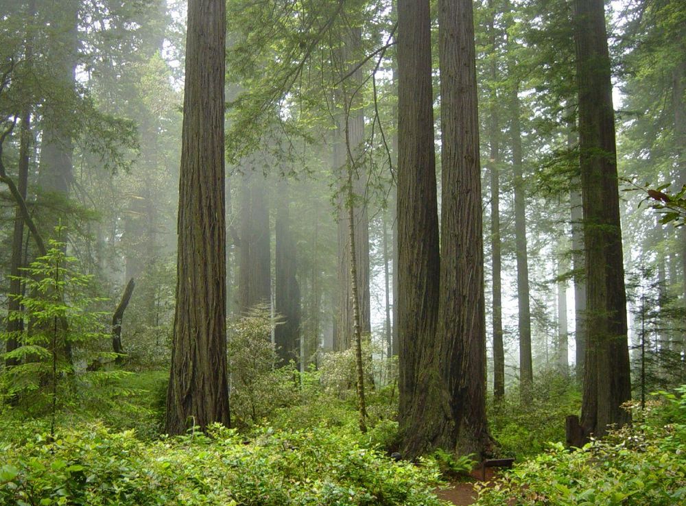 File:Redwood National Park, fog in the forest.jpg - Wikipedia