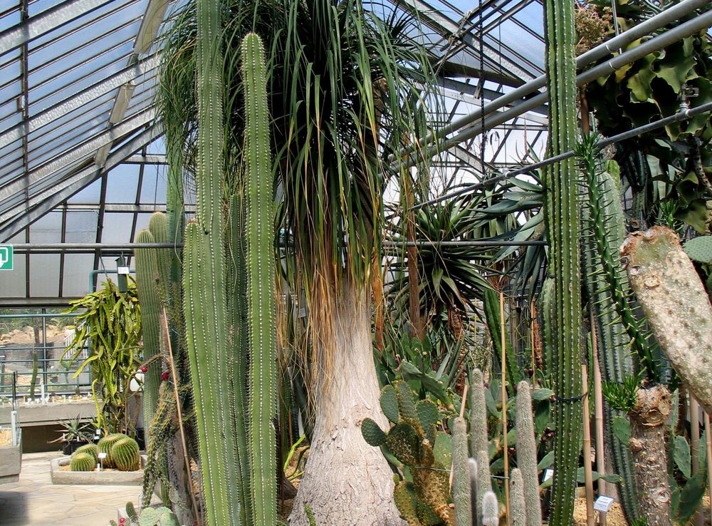 File:Plantentuingent22042008 (2).JPG - Wikimedia Commons