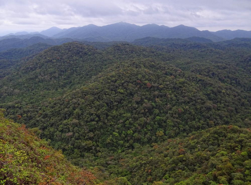 Ficheiro:Atlantic-Rainforest-Intervales.JPG – Wikipédia, a enciclopédia  livre