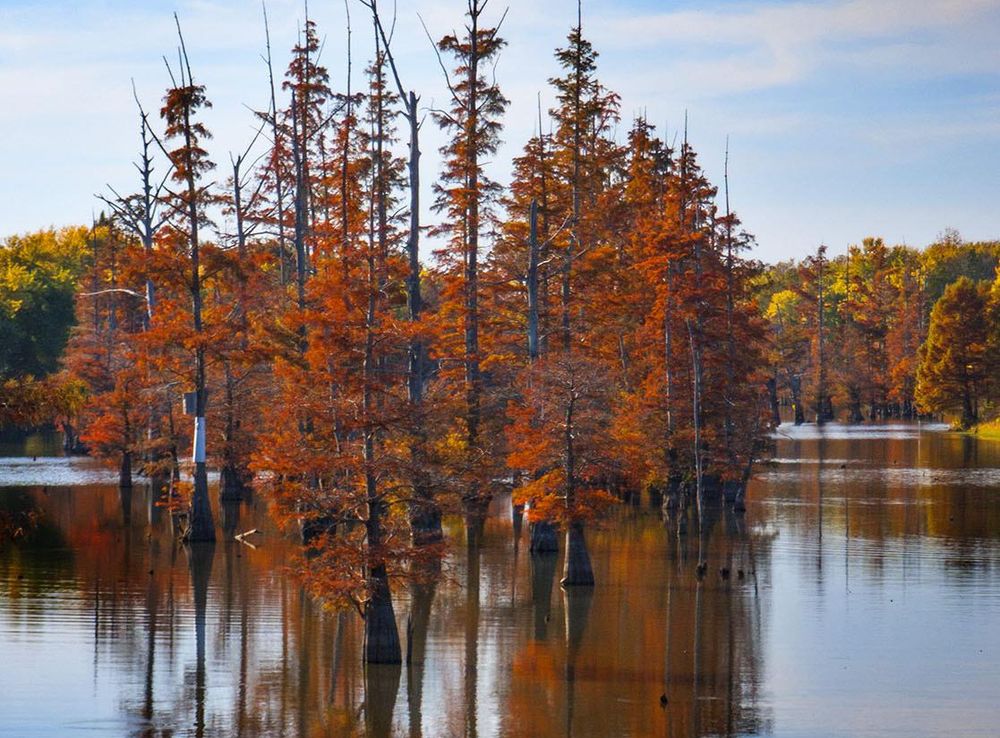 File:Reelfoot Lake Tennessee (30213011).jpeg - Wikimedia Commons