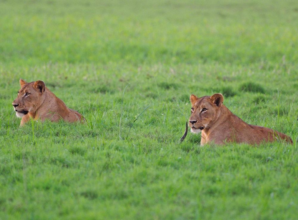 File:African Lion - Panthera leo, Gorongosa National Park, Mozambique  (45650835935).jpg - Wikimedia Commons