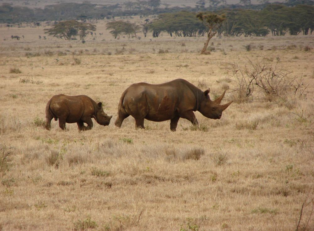 File:Black Rhinos Profile.jpg - Wikimedia Commons