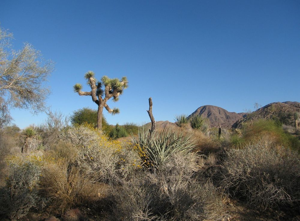 File:Living desert.JPG - Wikimedia Commons