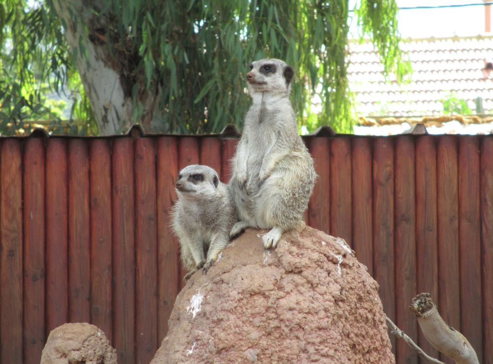 File:PikiWiki Israel 33151 Suricata in Zoo-Botanical Garden Nahariya.JPG -  Wikimedia Commons
