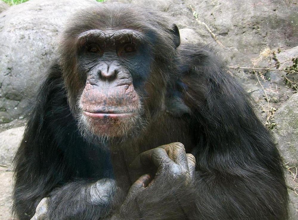 File:Knoxville zoo chimp closeup.jpg - Wikimedia Commons