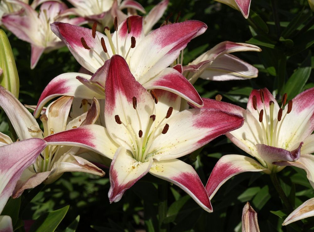 File:Lily Festival 2009 Neepawa Manitoba Canada (16).JPG - Wikimedia Commons