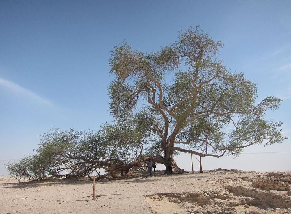 File:Tree of Life, Bahrain - ജീവന്റെ മരം, ബഹ്റൈൻ 01.JPG - Wikimedia Commons
