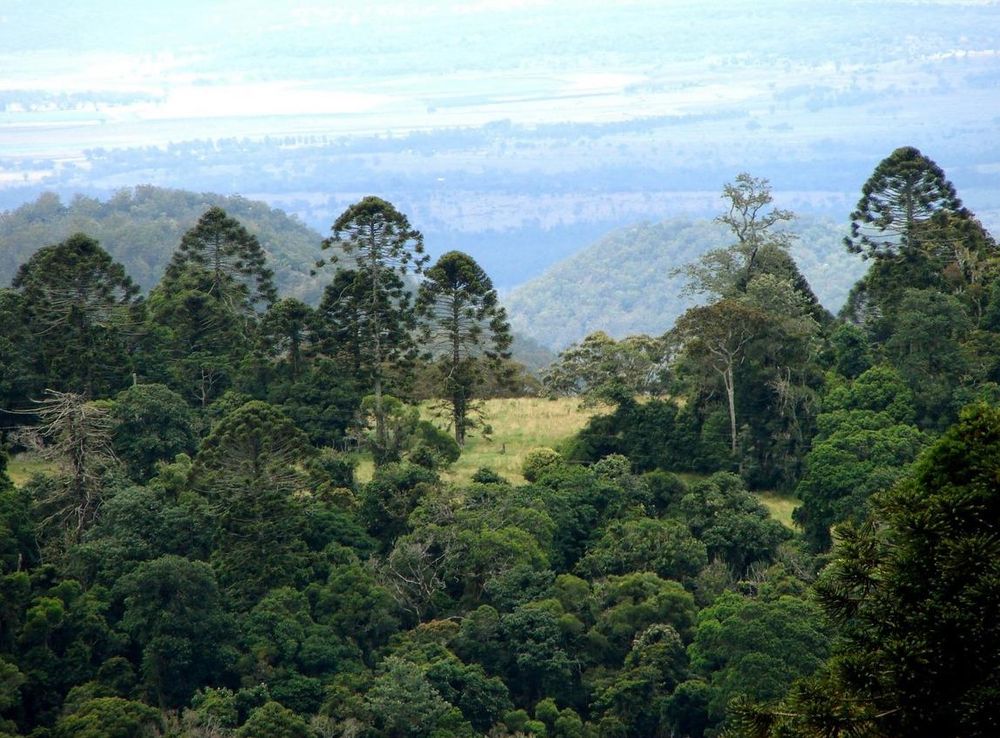 File:Araucaria bidwillii trees.jpg - Wikimedia Commons