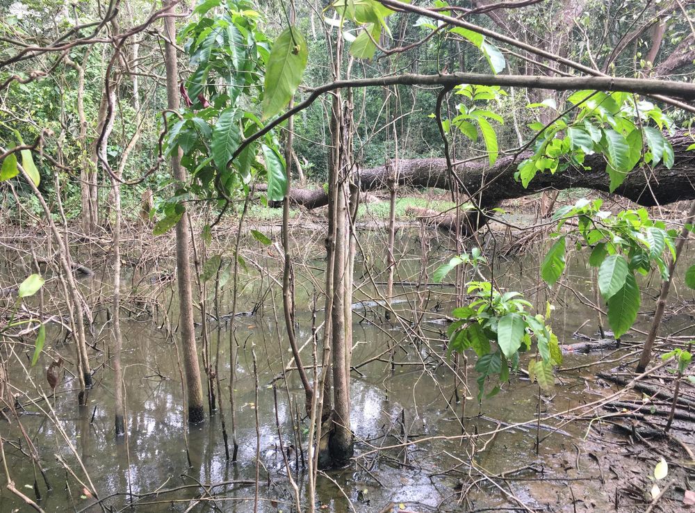 File:A stagnant stream in Mabira Forest.jpg - Wikimedia Commons
