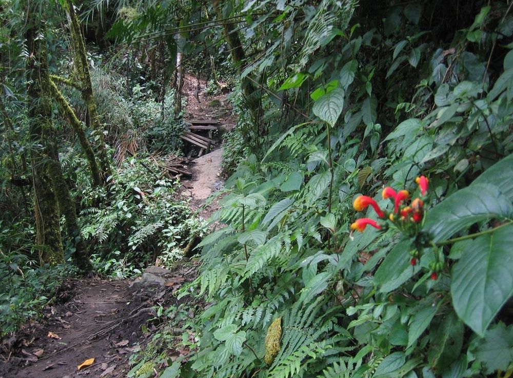 Archivo:DirkvdM sendero quetzales.jpg - Wikipedia, la enciclopedia libre