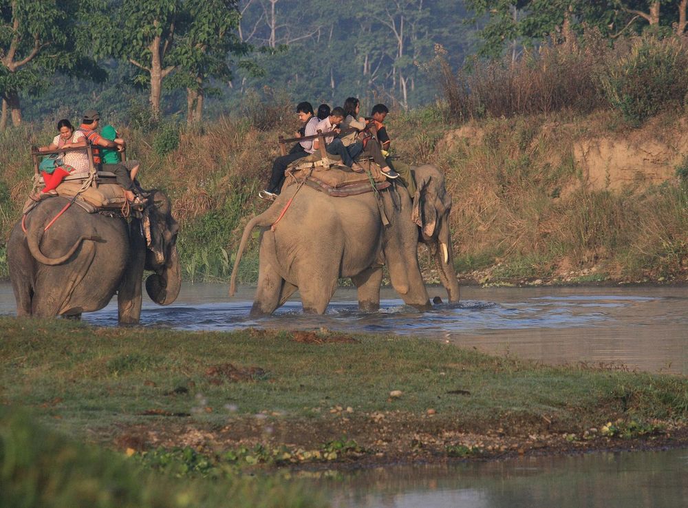 File:Jungle Safari Chitwan.JPG - Wikimedia Commons