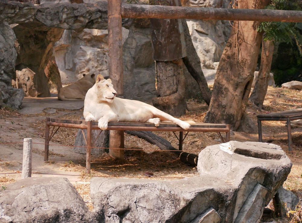 ไฟล์:สิงโตขาว สวนสัตว์เชียงใหม่ White Lion in Chiang Mai Zoo (1).jpg -  วิกิพีเดีย
