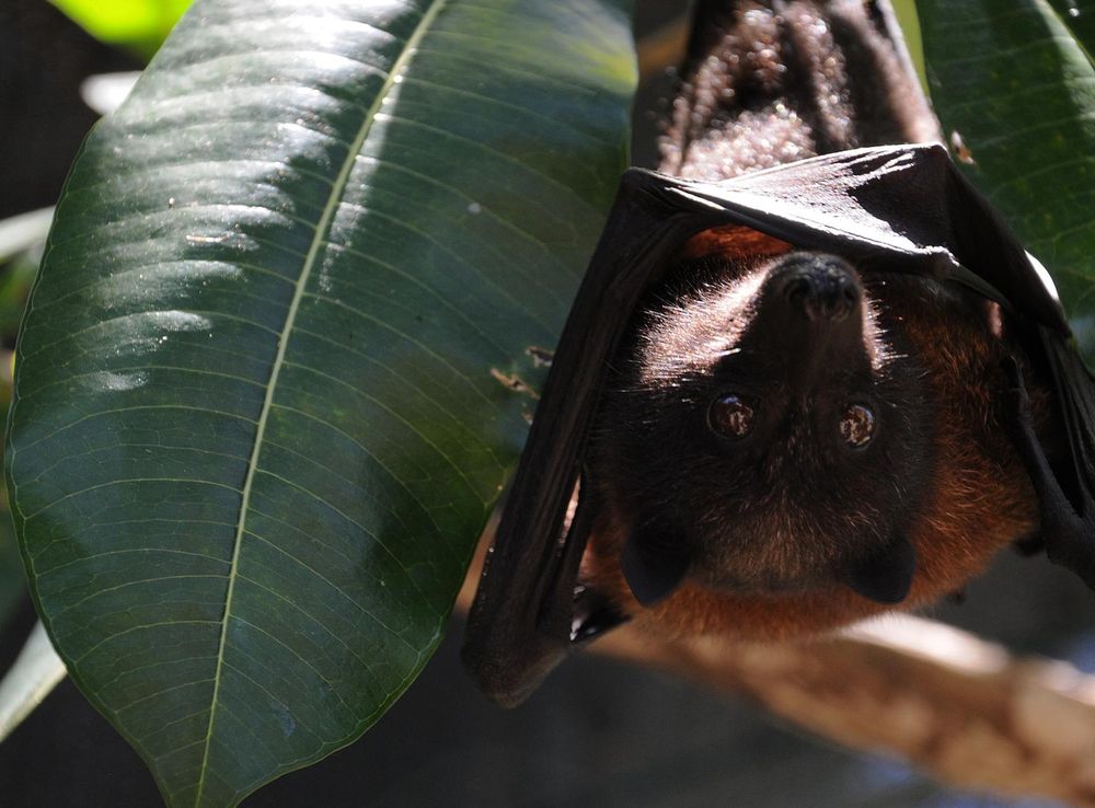 Save the fruit bats! Andersen continues conservation effort > Pacific Air  Forces > Article Display