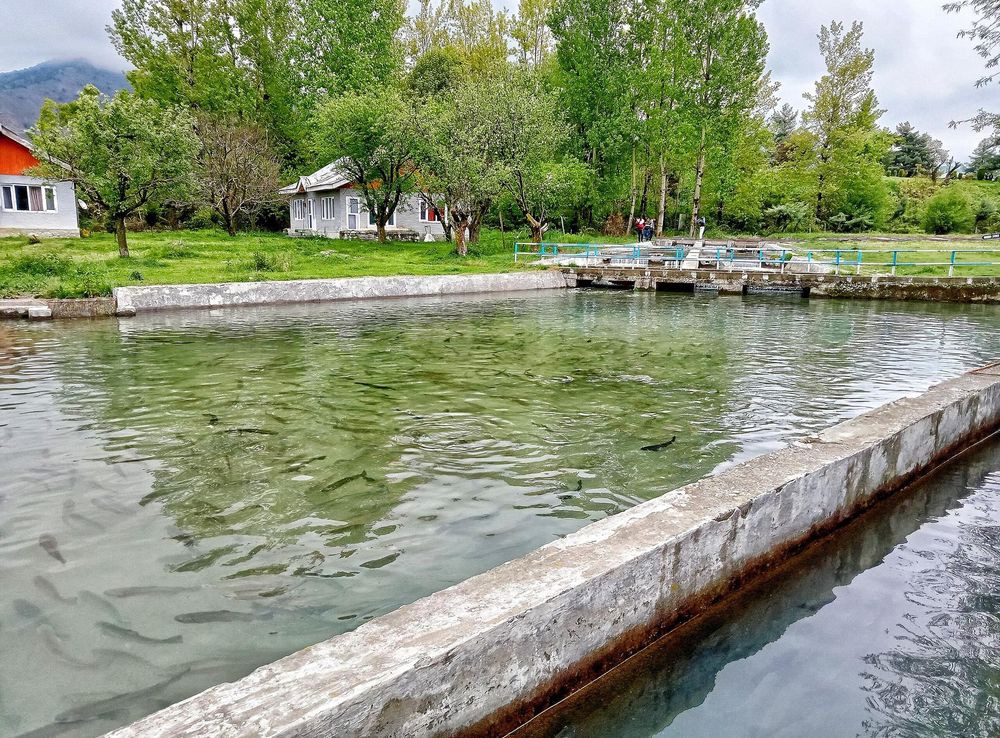 File:Fish farm kokernag.jpg - Wikipedia